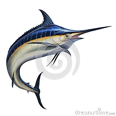 Big black marlin jumps out of the sea. Stock Photo