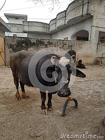 Big Black Pakistani Buffalo Stock Photo