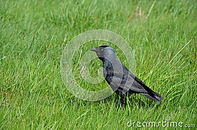 Big black raven sits on green meadow Stock Photo