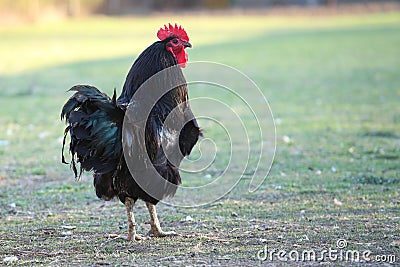 Black rooster voodoo and magic symbol Stock Photo