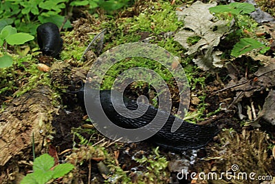 Big black slugs crawling on green moss in spring forest Stock Photo