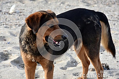 Big black stray dog at a beach in greece Stock Photo