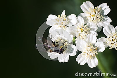 Big blowfly on white flower as bride clothes Stock Photo