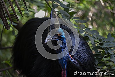 Big Blue giant Cassowary in the forest Stock Photo