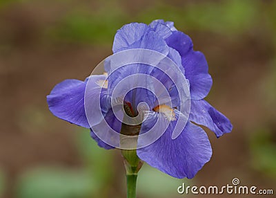 Blue irises on garden at spring Stock Photo