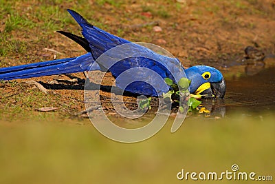 Big blue parrot Hyacinth Macaw, Anodorhynchus hyacinthinus, drinking water at the river Rio Negro, Pantanal, Brazil, South America Stock Photo