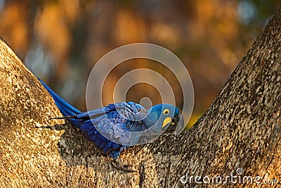 Big blue parrot Hyacinth Macaw, Anodorhynchus hyacinthinus, in tree nest cavity, Pantanal, Bolivia, South America Stock Photo