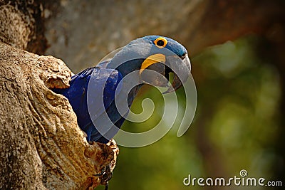 Big blue parrot Hyacinth Macaw, Anodorhynchus hyacinthinus, in tree nest cavity, Pantanal, Brazil, South America Stock Photo