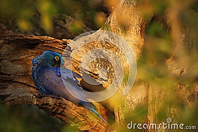 Big blue parrot Hyacinth Macaw, Anodorhynchus hyacinthinus, in tree nest hole, Pantanal, Brazil, South America Stock Photo