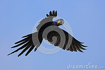Big blue parrot Hyacinth Macaw, Anodorhynchus hyacinthinus, wild bird flying on the dark blue sky, action scene in the nature Stock Photo