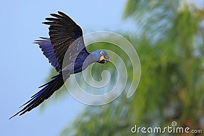 Big blue parrot Hyacinth Macaw, Anodorhynchus hyacinthinus, wild bird flying on the dark blue sky, action scene in the nature Stock Photo