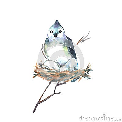 Big blue tit bird sits on a nest and hatches eggs. Wild birds of Europe and North America Cartoon Illustration