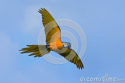 Big blue and yellow parrot Macaw, Ara ararauna, wild bird flying on dark blue sky. Action scene in the nature habitat, Pantanal Stock Photo