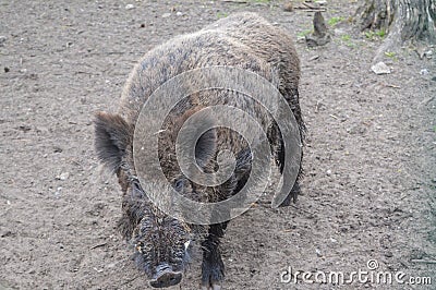 Big boars n the Belovezhskaya Pushcha Stock Photo