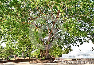 Big bodhi tree at Ayutthaya, Thailand Stock Photo