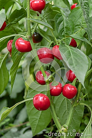 Big bomb pepper cherry bush like poblano chili Stock Photo