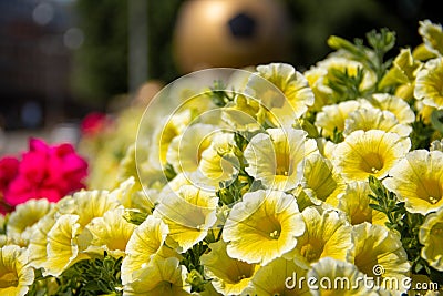 A big bouquet of yellow, sunlit flowers with green leaves Stock Photo