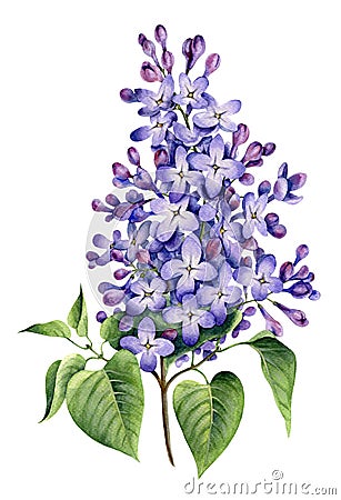 Big branch of purple syringa. Cartoon Illustration