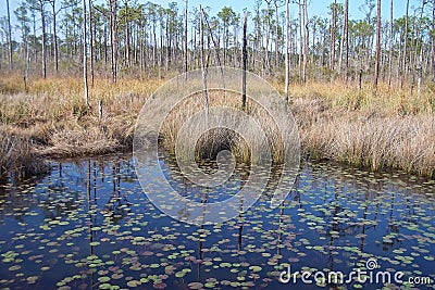 Big Branch Reserve Stock Photo