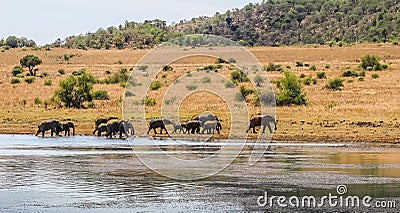 A big breeding herd of Elephants drinking water in Pilanesberg national park Stock Photo