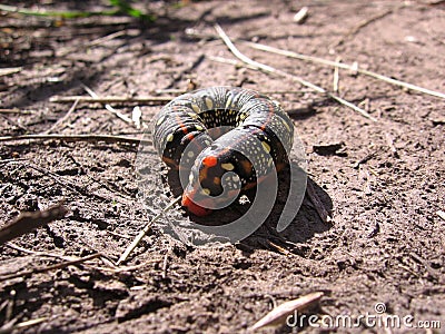 Big bright beautiful caterpillar curled up on the ground crawling Stock Photo