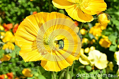 Big bright and vivid yellow alpine poppy with emerald green may-bug Stock Photo