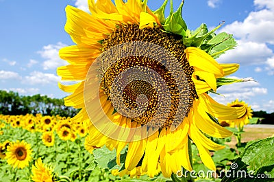Big bright yellow flower of ripe sunflower against blue sky Stock Photo
