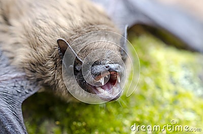 Big Brown Bat, Eptesicus fuscus, mouth open showing fangs Stock Photo