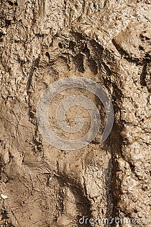 Big brown bear footprint Stock Photo