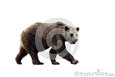 Big brown bear isolated on white background. Stock Photo