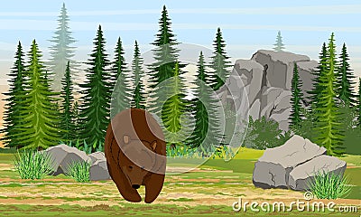 Big brown bear in the meadow. Spruce forest, stones and mountains, grass. The nature of Europe and America. Ursus arctos. Vector Illustration