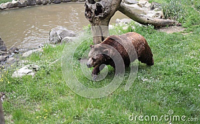Big brown bear near a pond at the zoo. Stock Photo
