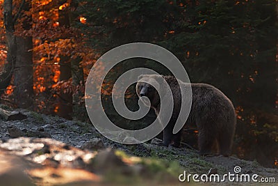 Big Brown Bear Stands In The Background Of The Autumn Forest And Looks Into Your Eyes. Ursus Arctos Brown Bear On The Mountain Stock Photo