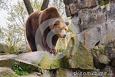 Big brown bear in a zoo. Stock Photo