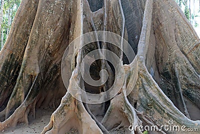 Big buttress root of tree Stock Photo