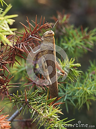 Big brown grasshopper on the thorned bush Stock Photo