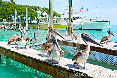 Big brown pelicans in Islamorada, Florida Keys Stock Photo