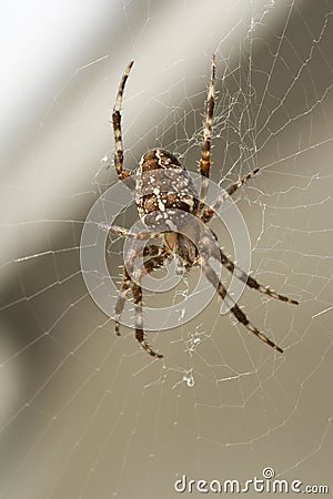 Big brown spider in cobweb 02 Stock Photo