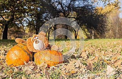 A big brown teddy bear toy with expressive look holds two huge orange pumpkins. Autumn, Halloween and Thanksgiving Stock Photo