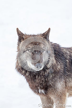 Big brown wolf Stock Photo