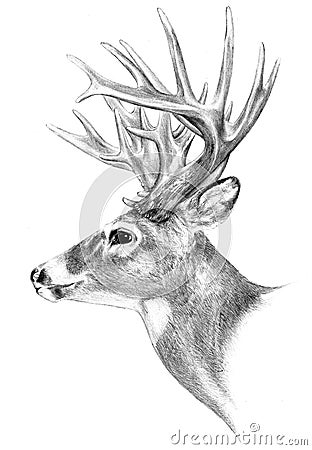 Big buck antlers hunting illustration, hand drawn Cartoon Illustration