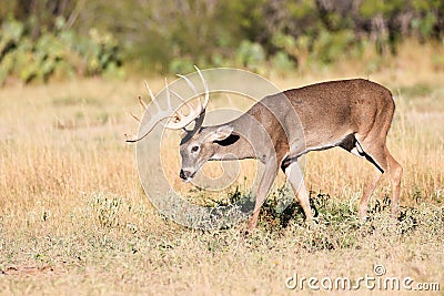 Big buck appearance Stock Photo