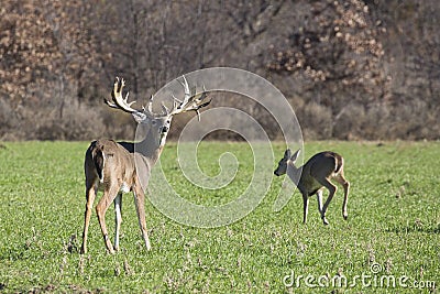 Big buck feeding in wheat field Stock Photo