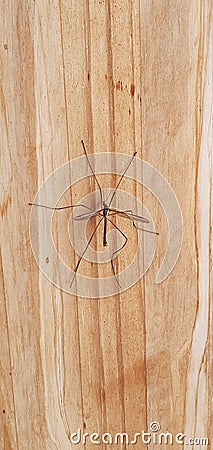 Big Bug on a door Stock Photo