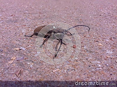 Big bug on sand Stock Photo