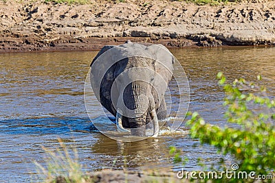 Big Bull African Elephant Wading Across Mara River Stock Photo