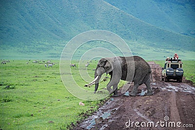 Big bull elephant crossing the road near safari vehicle Editorial Stock Photo