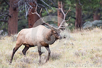 Big bull elk on prowl Stock Photo