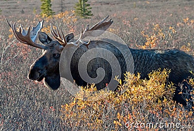 Big Bull Moose Stock Photo