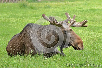 Big bull moose (Alces Alces) with velvet covered palmated antlers lying on a green grass field eyes closed Stock Photo